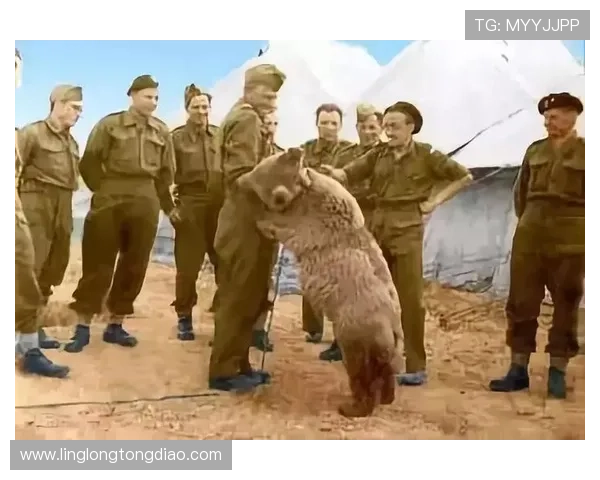 伊朗足球明星巴什么的传奇故事与辉煌成就揭秘