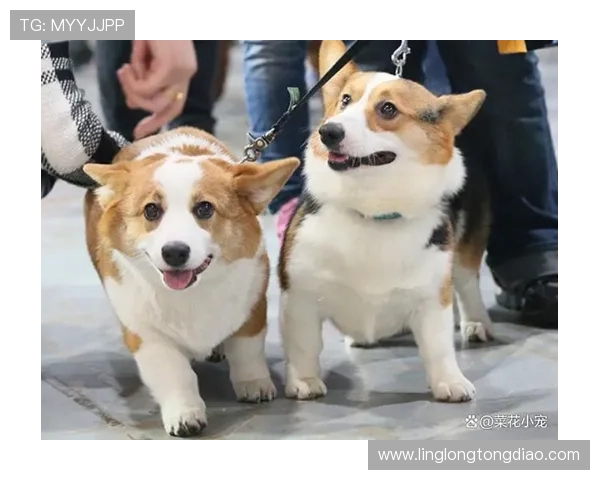 足球明星们的宠物生活揭秘他们都养了哪些可爱的动物伙伴